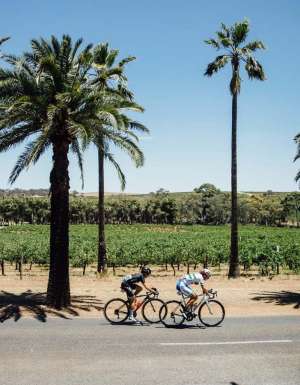 Cyclists riding past vineyards in the Barossa Valley