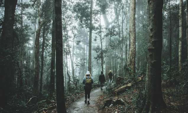 Friends enjoying the scenery along the Crystal Shower Falls walk in Dorrigo National