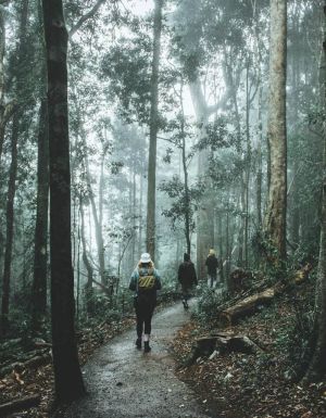 Friends enjoying the scenery along the Crystal Shower Falls walk in Dorrigo National