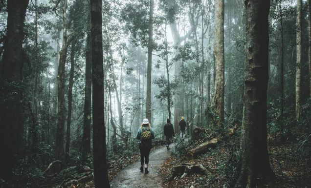 Friends enjoying the scenery along the Crystal Shower Falls walk in Dorrigo National
