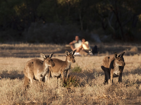 western grey kangaroos at Kaiserstuhl Conservation Park