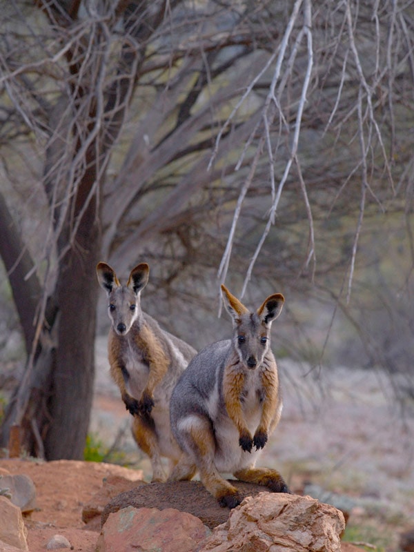 two rock wallabies sitting side by side
