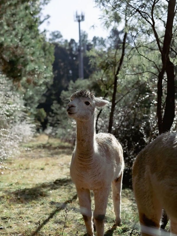 a photo of an alpaca at Little Wandana