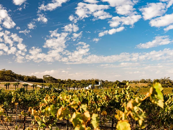 Seppeltsfield Winery