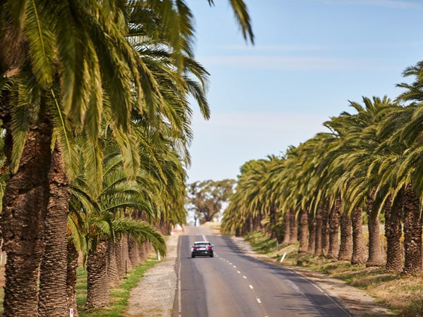 Car driving Seppeltsfield Road in the Barossa