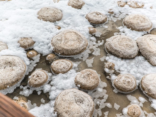 Close-up of thrombolites in Manurah