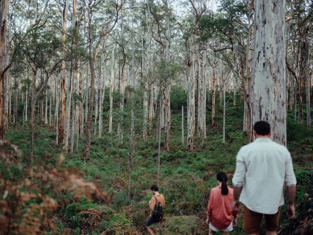 Boranup Karri Forest