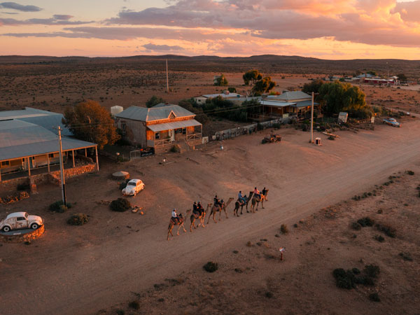 Silverton Outback Camels in Broken Hill