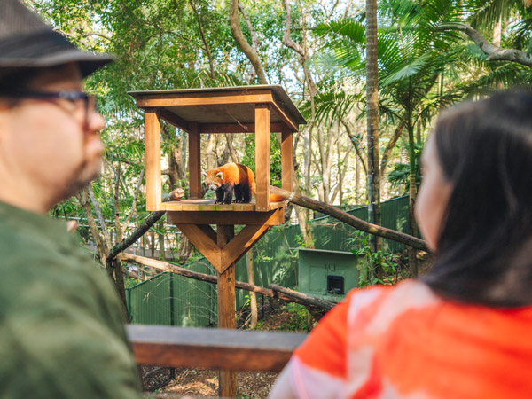 unique wildlife at Currumbin Wildlife Sanctuary, Gold Coast suburbs