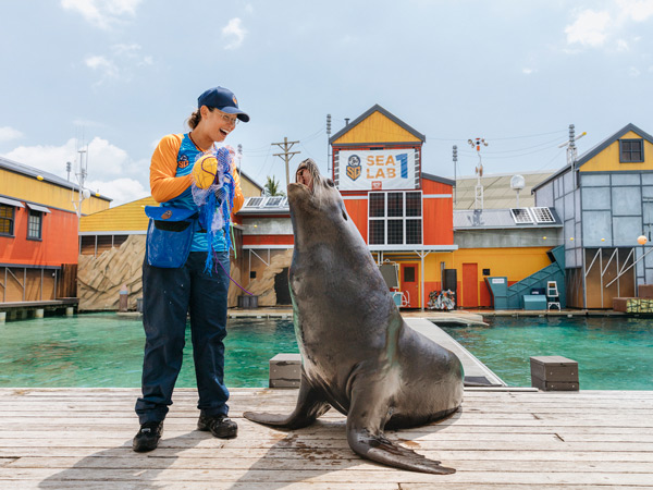 a staff training a seal at Sea World Gold Coast 