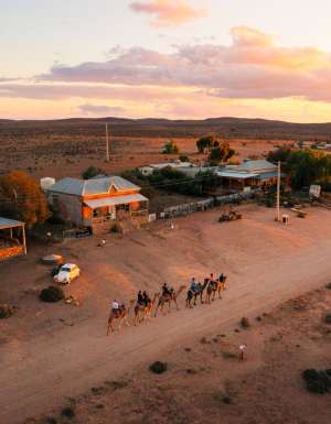 Silverton Outback Camels in Broken Hill