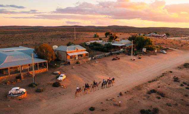 Silverton Outback Camels in Broken Hill