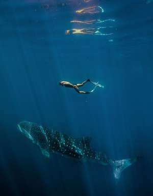Easter Holiday swimming with whale sharks