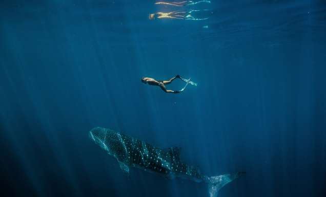 Easter Holiday swimming with whale sharks
