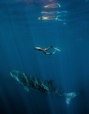 Easter Holiday swimming with whale sharks