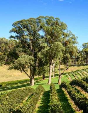 the Ringer Reef Winery vineyard is sprawling across Alpine Valley in Bright
