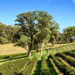 the Ringer Reef Winery vineyard is sprawling across Alpine Valley in Bright