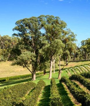 <p><i>7 excellent wineries to visit</i> in <strong>Bright</strong> and surrounds</p>
