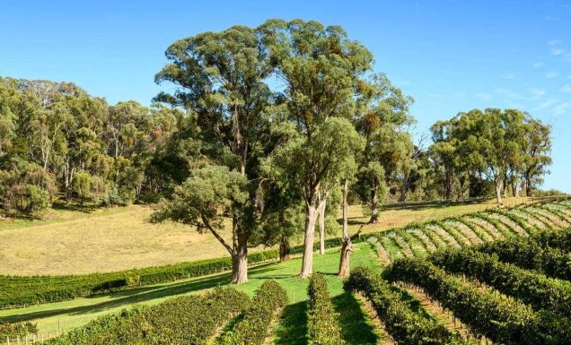 the Ringer Reef Winery vineyard is sprawling across Alpine Valley in Bright