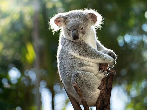 Australia Zoo Koala