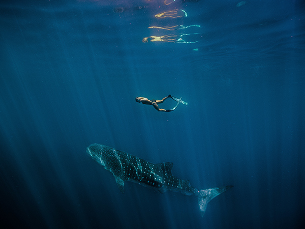 swimming with whale sharks on Easter