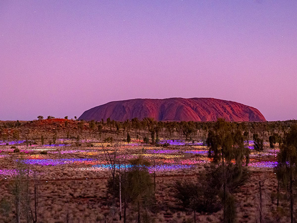 Uluru Field of Light on Easter