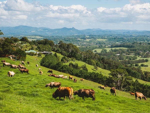 Byron Bay Hinterland cows