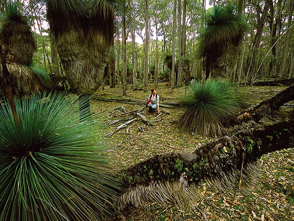 Coolah Tops grass trees