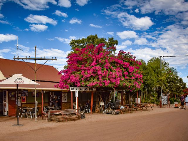 pink flowers bloom outside Daly Waters Pub