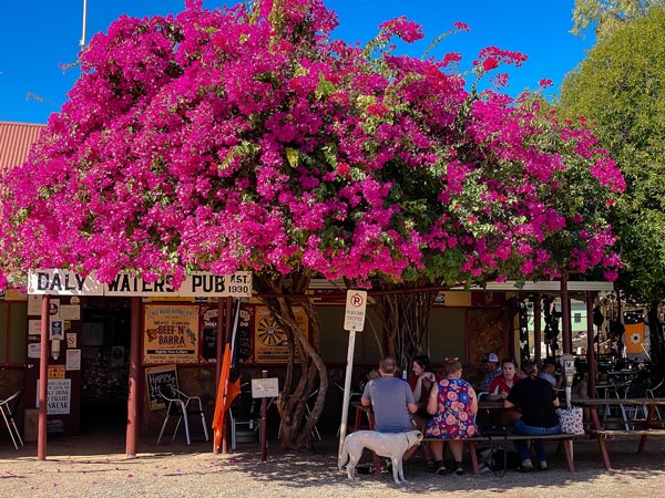pink flowers bloom outside Daly Waters Pub