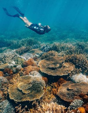 snorkeling with on Great Keppel Island