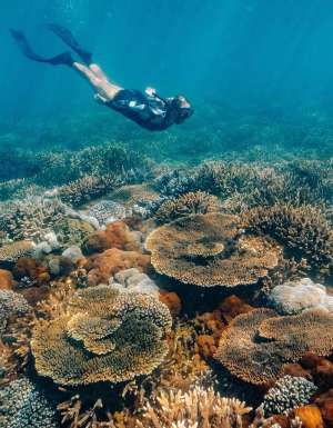 snorkeling with on Great Keppel Island