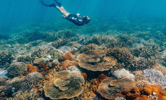 snorkeling with on Great Keppel Island
