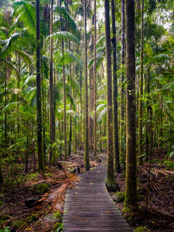 Boardwalk within Nightcap National Park on the North Coast of NSW