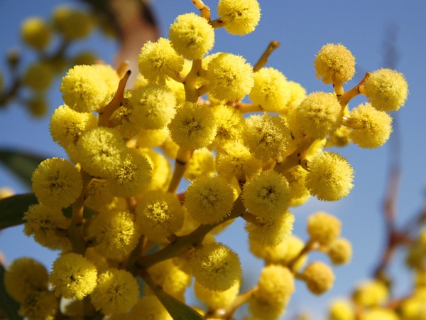a close-up shot of yellow flowers