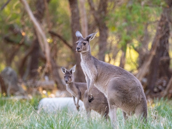 kangaroos spotted during the nature tour with Salt and Bush Eco Tours