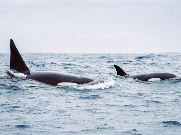 Killer whales in Bremer Bay, WA