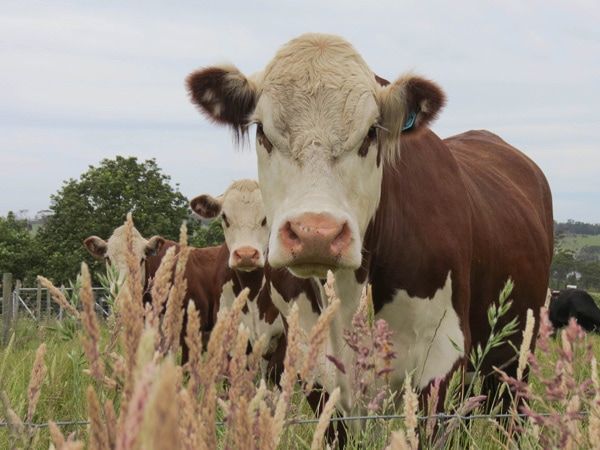 a close-up photo of a cow at Holm Oak
