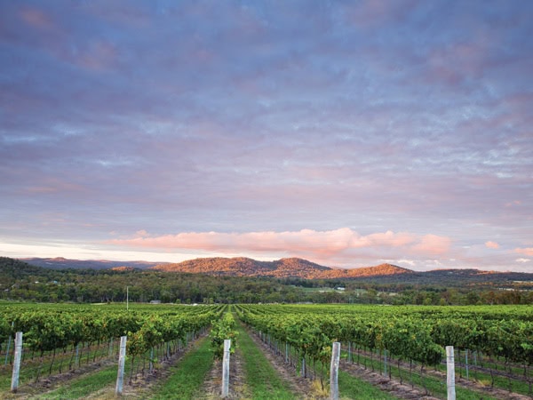 Ballandean Grove Estate in Queensland