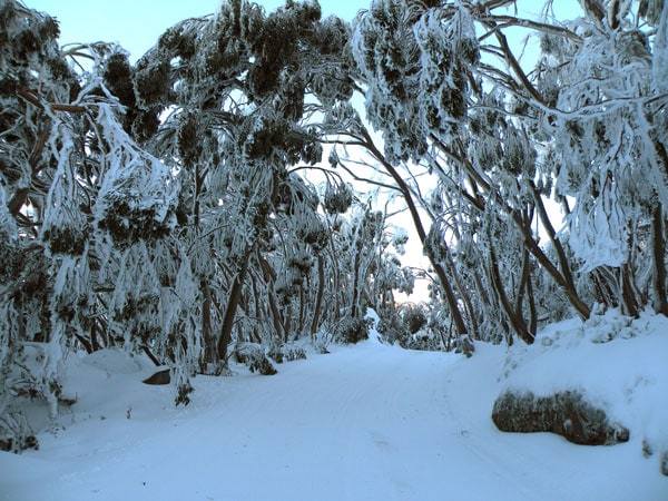 a snow-covered path at Mt Baw Baw