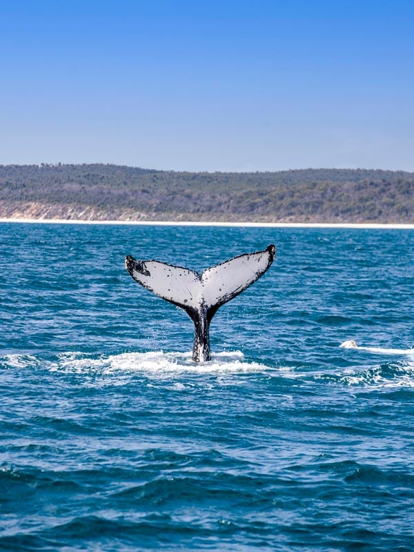 tail of a whale gracefully moving