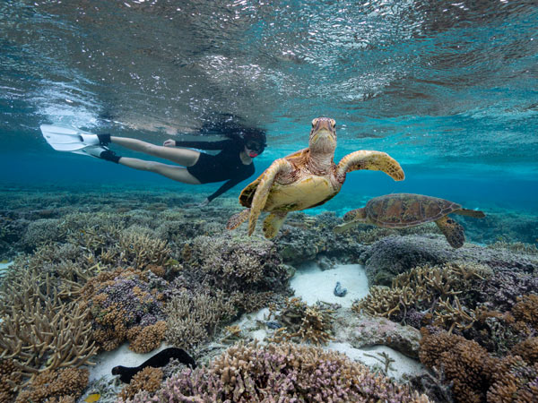 swimming with sea turtle at Mon Repos