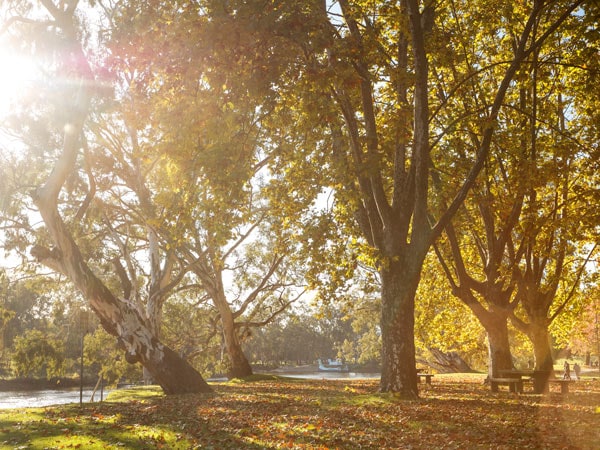 a scenic view of the Murray River in Autumn from Noreuil Park Foreshore, Albury