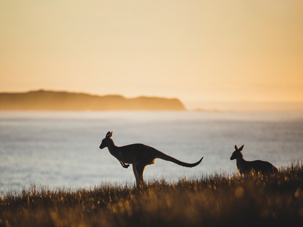 Kangaroos in the morning light at Look At Me Headland, Emerald Beach on the Coffs Coast