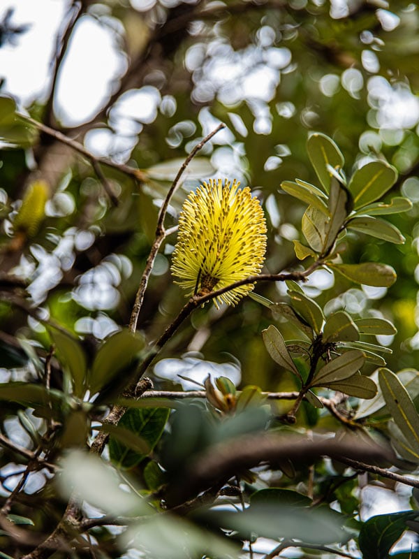 native shrubs growing along the Bouddi Coastal Walk, Central Coast