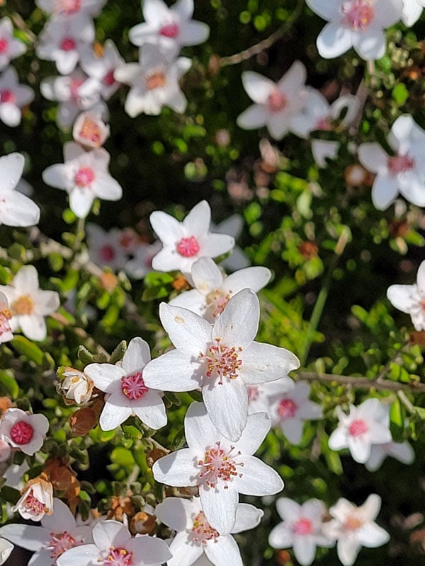 Wildflowers in Mt Kaputar National Park