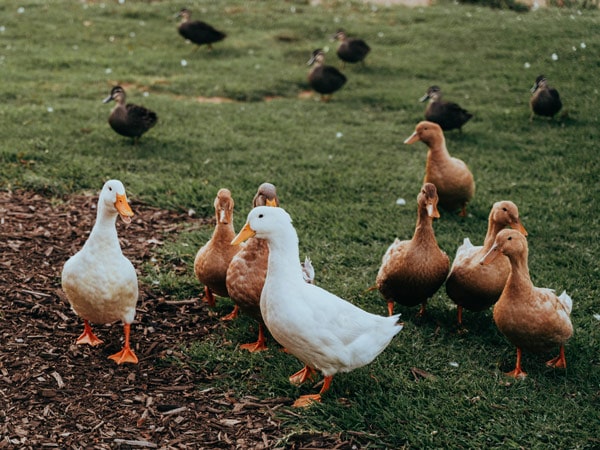 ducks at Ampersand Estates