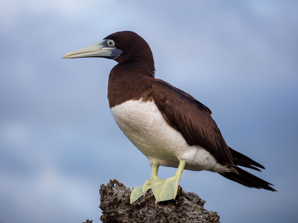 Brown booby on Christmas Island