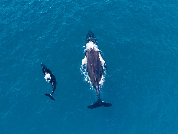 Whales off the coast of North Stradbroke Island