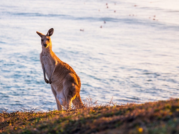 Look At Me Now headland, Emerald Beach